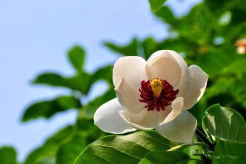 刽子手