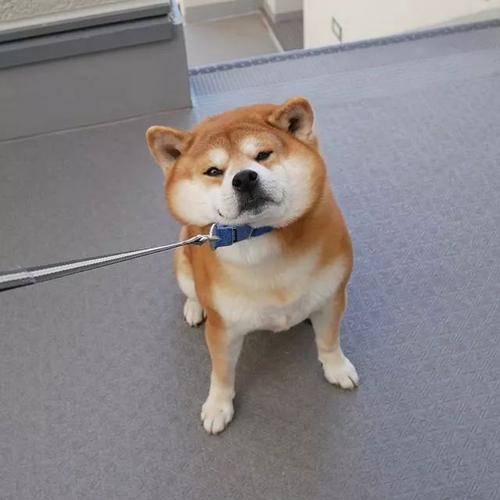 蝴蝶君