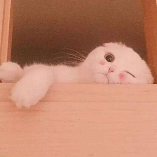 吉赛尔
