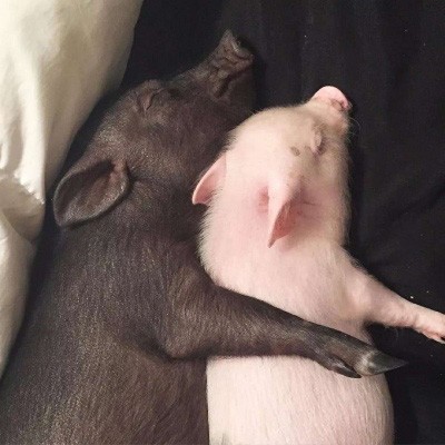 禁猎期