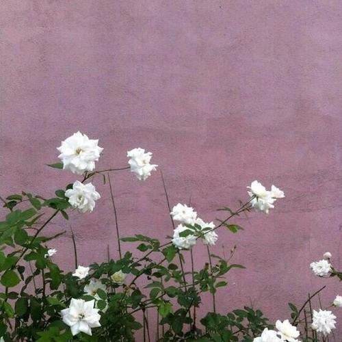 巨蟹座