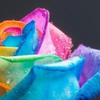 苦情花
