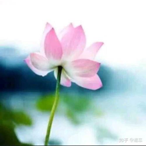 快乐星