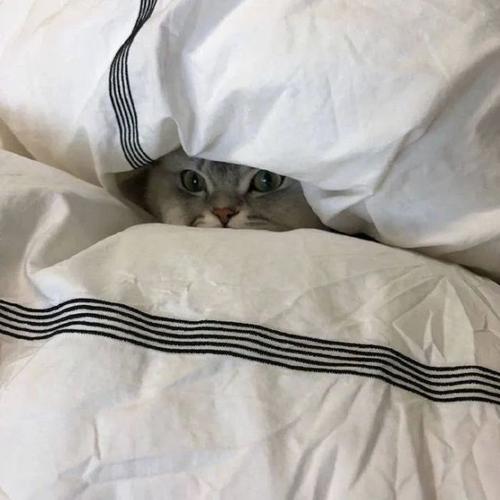 莫泊桑