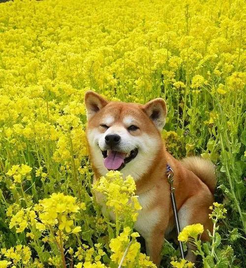 扎扎实实