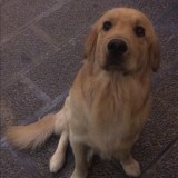 回不愿仕