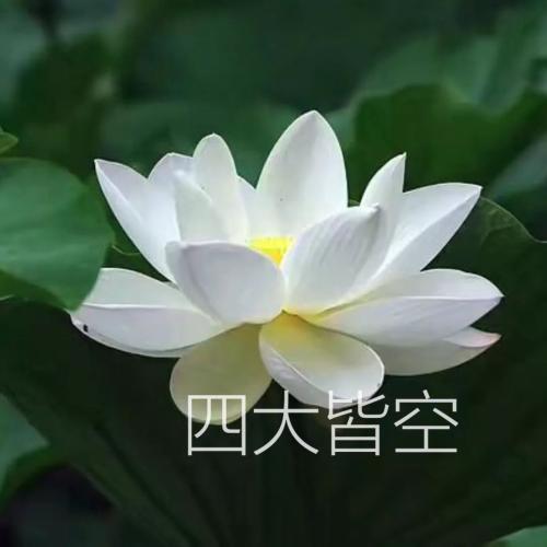 解兽之群