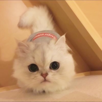 聚散以成