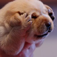 常盘优子