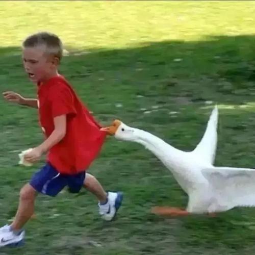 书不过语