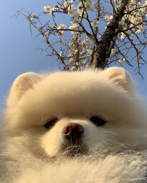 虽虫能虫