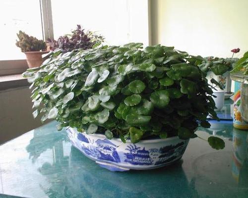 星河生物