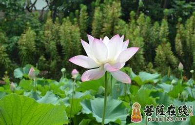 求死不能