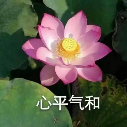 新千惠子
