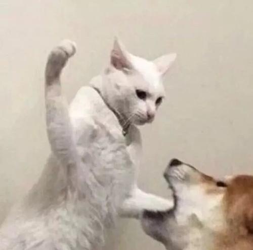 神尾观铃
