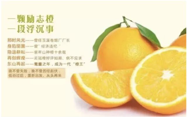 褚时健与励志橙