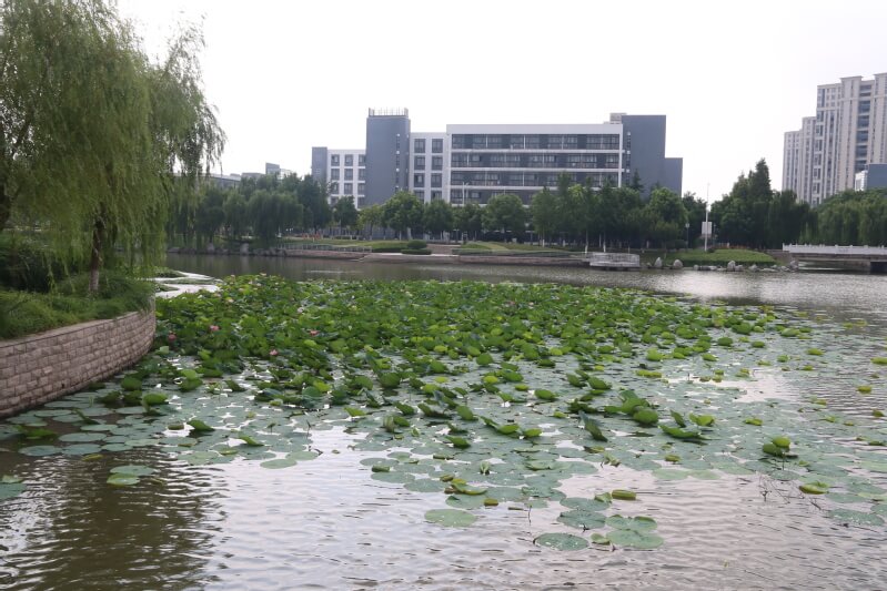 盐城师范学院之校园荷塘