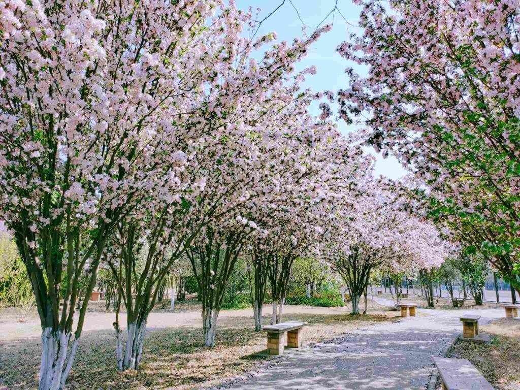 唐山师范学院校园花景